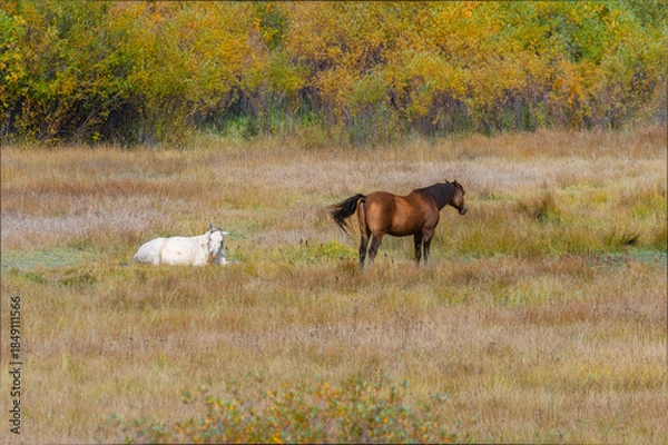 Fototapeta Pair of Horses