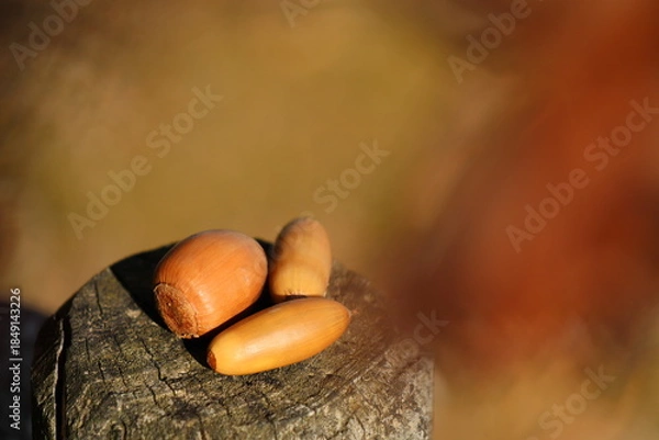 Obraz ドングリが３つ杭の上にあった