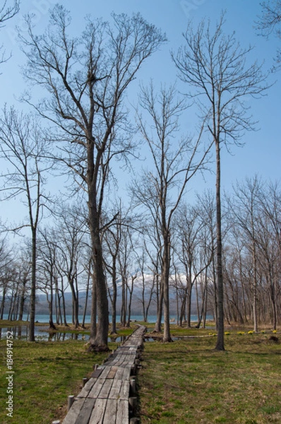 Fototapeta 湖畔の木々