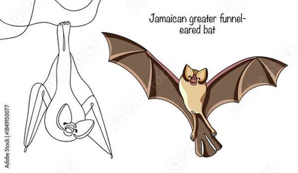 Obraz Jamaican greater funnel-eared bat
