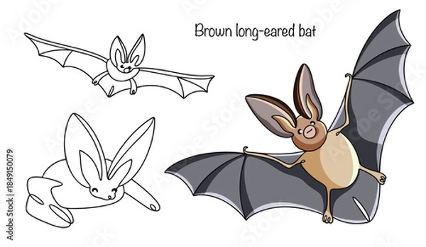 Obraz Brown long-eared bat