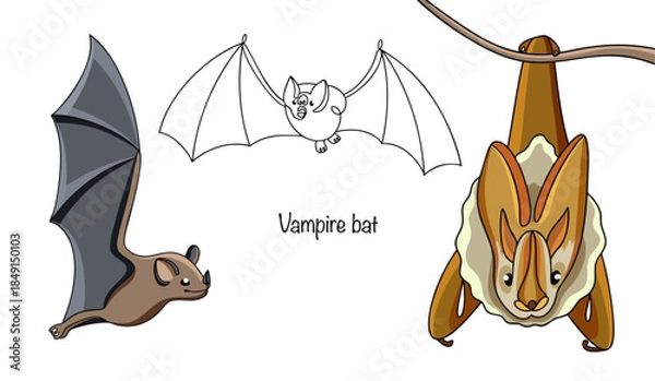Obraz Vampire bat