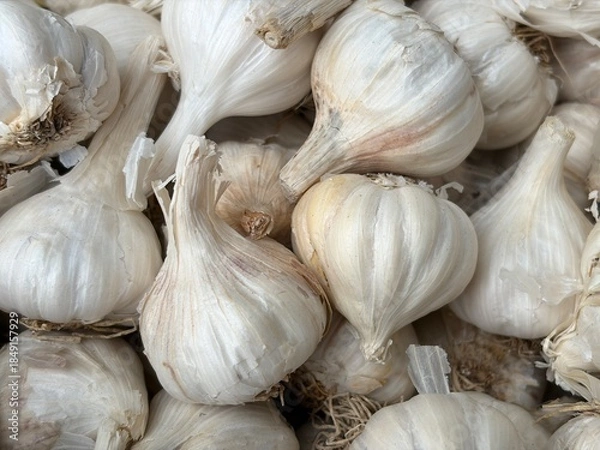 Obraz White onions closeup