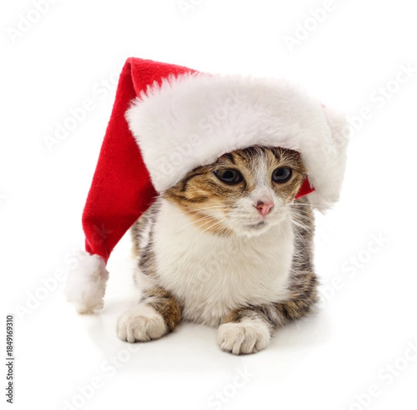 Fototapeta Tabby kitten wearing a red santa hat lying on white background.