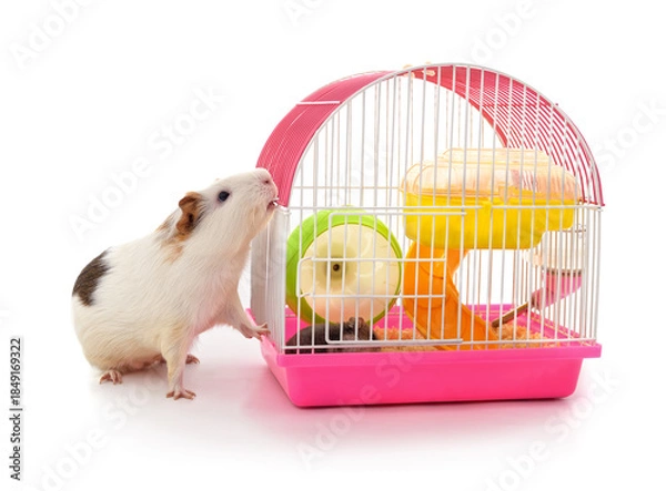 Fototapeta Guinea pig biting the bars of a pink hamster cage on white background.