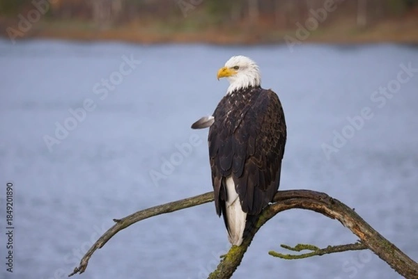 Obraz  Bald eagle perching on a barren branch.