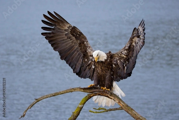 Obraz  Bald eagle with fish lands on branch.