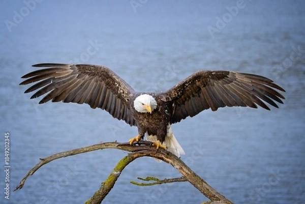 Obraz  Bald eagle on branch with wings spread.