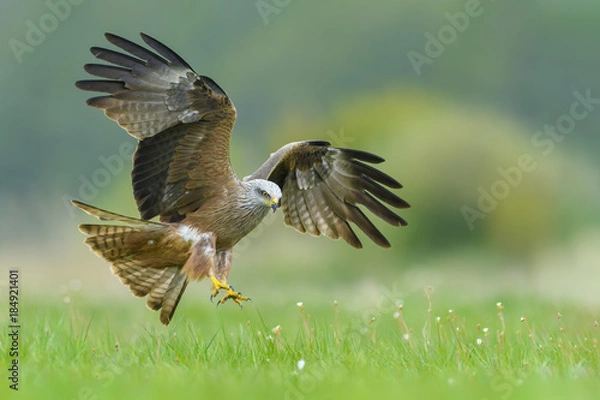 Obraz On the fly spring/Black Kite