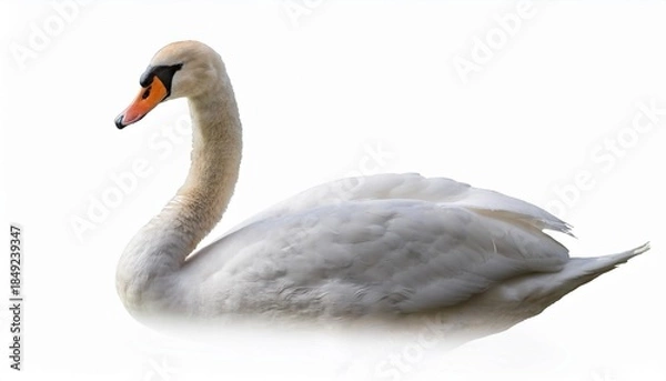 Obraz White swan profile