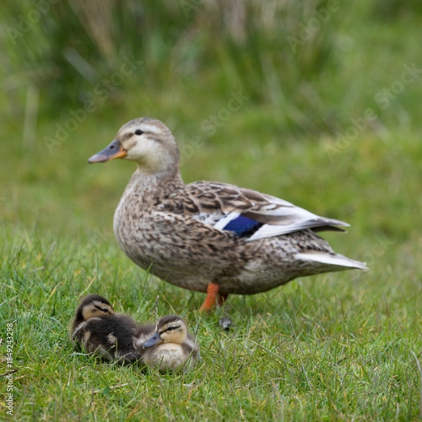 Obraz Mallard ducklings in a in springtime, North Yorkshire, United Kingdom