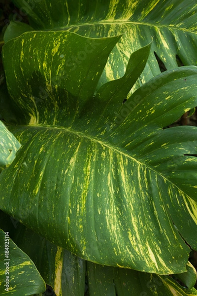 Fototapeta Giant leaves in green and yellow colors. Tropical leaf texture. Botanical wallpaper concept. Fresh green natural background. Concept of spring or summertime.