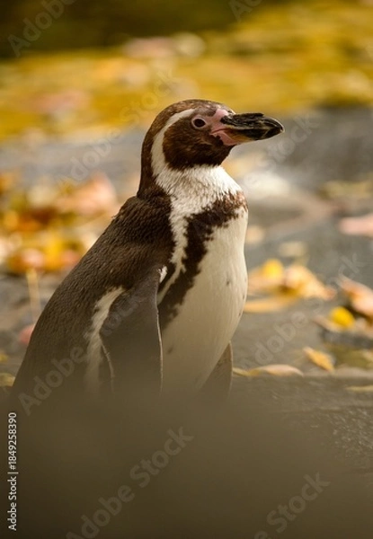 Obraz penguin on the rocks