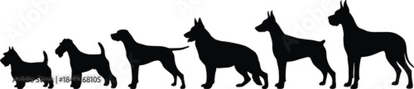 Obraz Silhouette, dog, breed, size, comparison, lineup, black, pet, animal, diversity, small, large, canine, growth, progression, standing, posture, graphic, illustration, domestic
