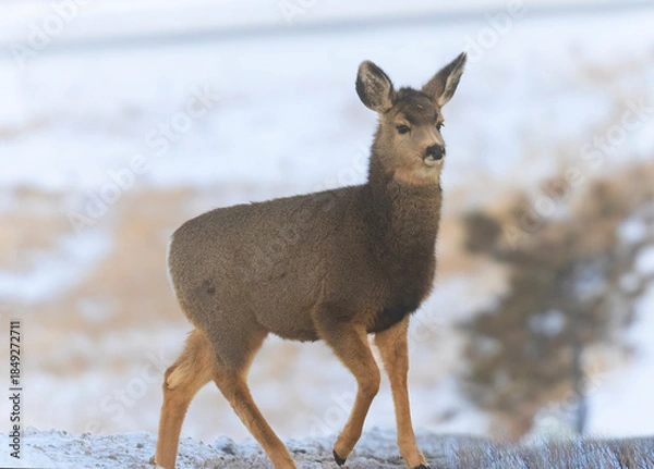 Fototapeta Mule Deer Herd