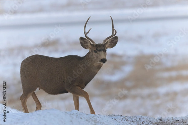 Fototapeta Mule Deer Herd