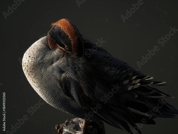 Obraz 池のコガモ