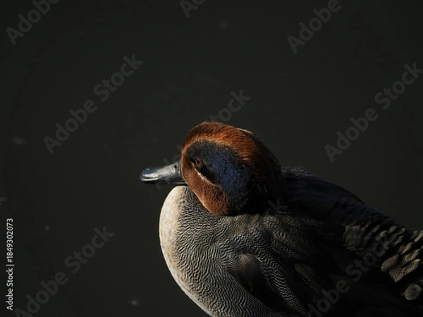 Obraz 池のコガモ