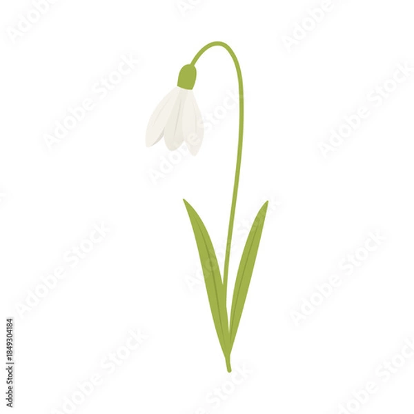 Fototapeta White snowdrop flower illustration in flat vector style with green leaves, early spring symbol of renewal and hope, snowdrop isolated on white background