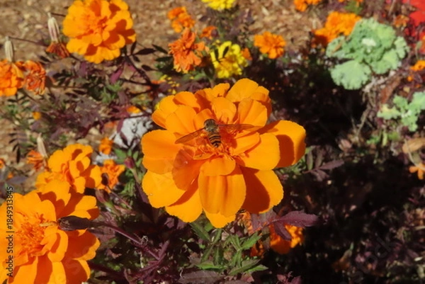 Obraz オレンジの花と小さい虫