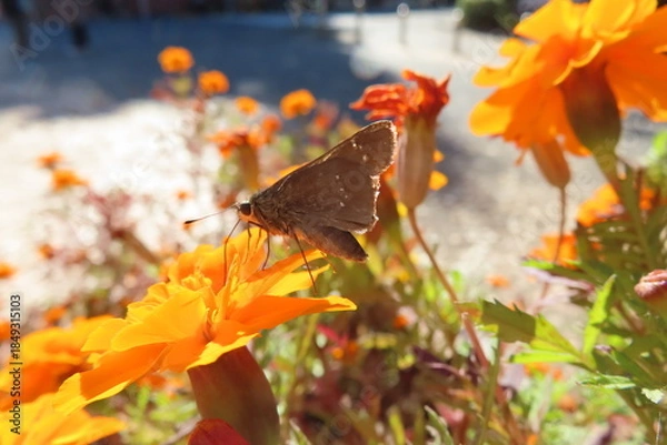 Obraz 小さい蝶々と花