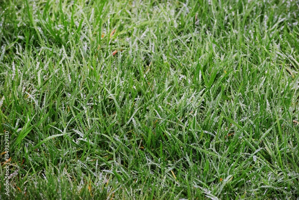 Fototapeta Raindrops on grass