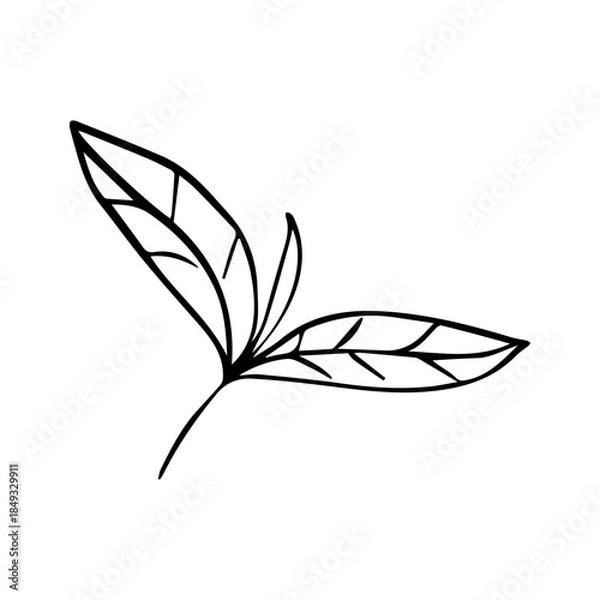 Fototapeta Hand Drawn Minimalist Botanical Sprig. Vector Line Art Branch with Leaves