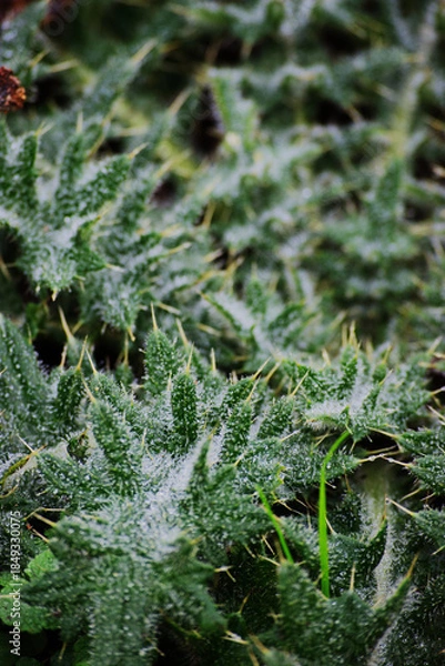 Fototapeta Closeup of spikey weed