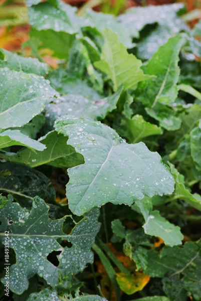 Fototapeta Water droplets on leaves