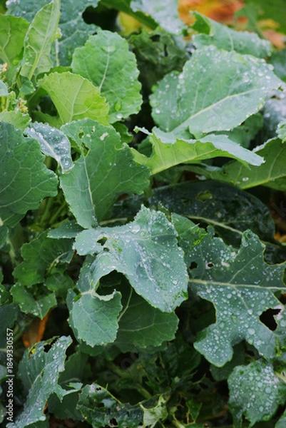 Fototapeta Water droplets on leaves