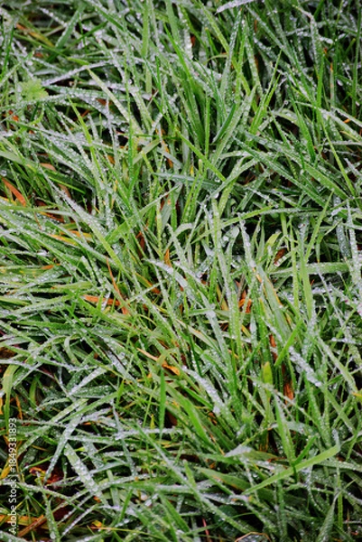 Fototapeta Rain on long grass
