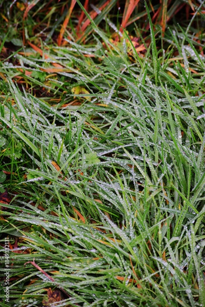 Fototapeta Rain on long grass