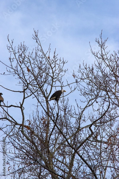 Fototapeta Bald eagle on branch
