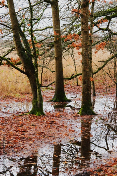 Fototapeta Tree in flooded forest