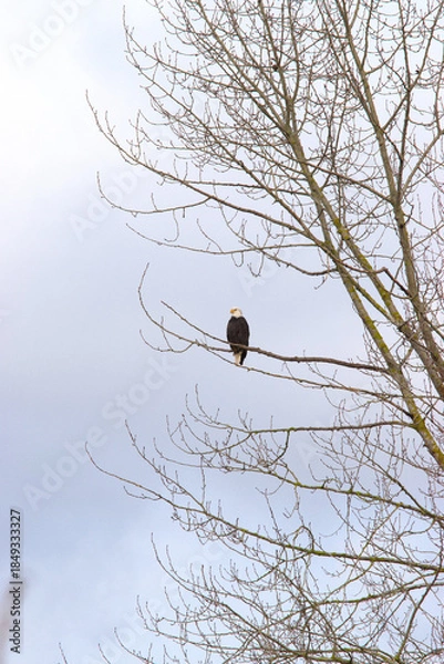 Fototapeta Bald eagle on branch