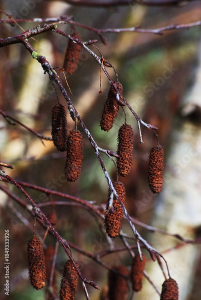 Fototapeta Red alder (Alnus rubra)