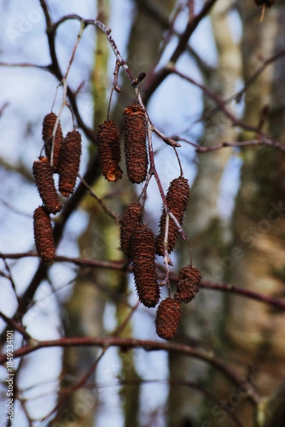 Fototapeta Red alder (Alnus rubra)