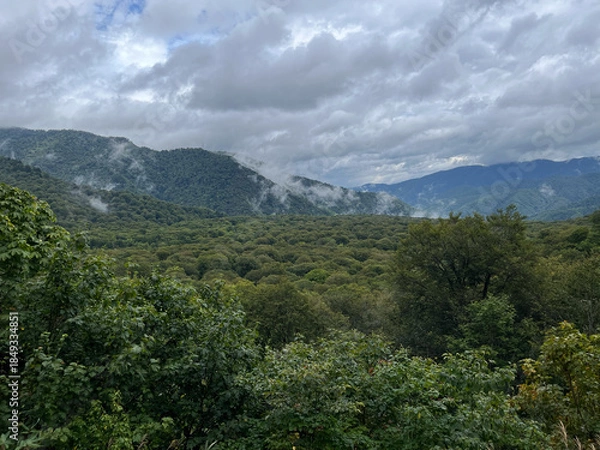 Obraz 秋の尾瀬、沼山峠周辺に広がる樹林帯の風景。
