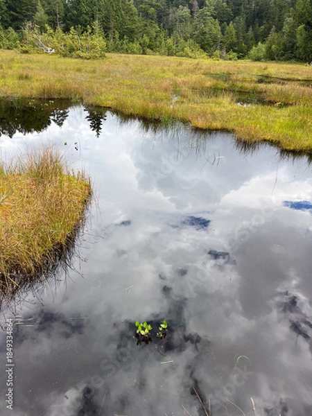 Obraz 夏の終わりを迎えた尾瀬沼の湿原。