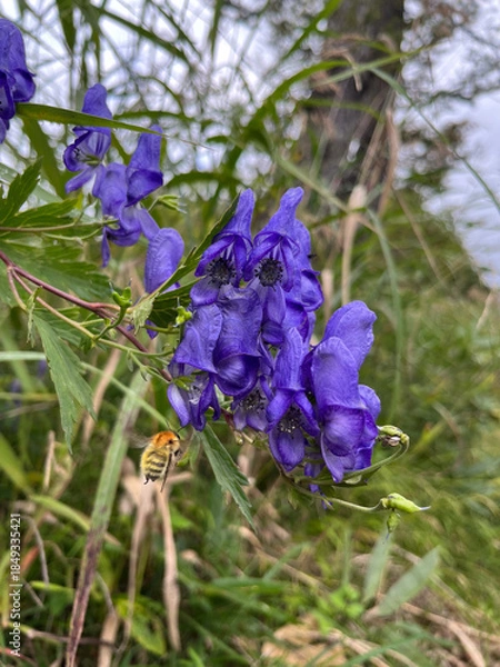 Obraz 秋の尾瀬で、山小屋のそばに静かに咲くトリカブト。