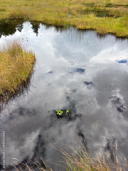Fototapeta 夏の終わりを迎えた尾瀬沼の湿原。