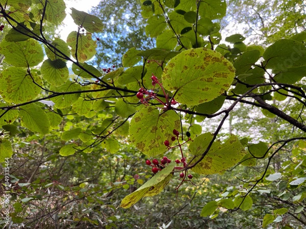 Obraz 夏の終わりの夜に包まれた尾瀬ヶ原。