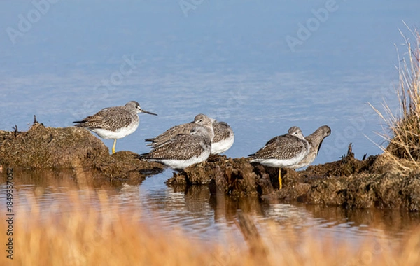 Fototapeta Lesser Yellowlegs