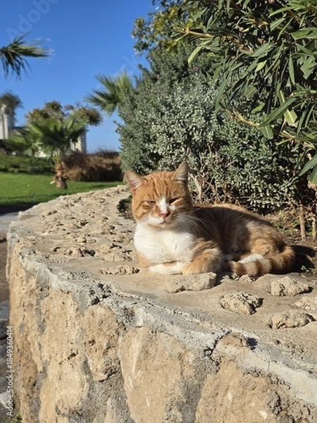 Obraz cat in the garden