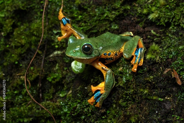 Fototapeta Rhacophorus reinwardtii or Green flying frog in a rainforest in Central Java, Indonesia. 