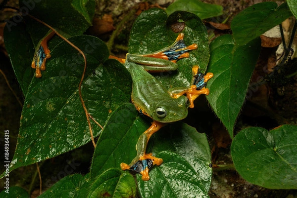 Fototapeta Rhacophorus reinwardtii or Green flying frog in a rainforest in Central Java, Indonesia. 
