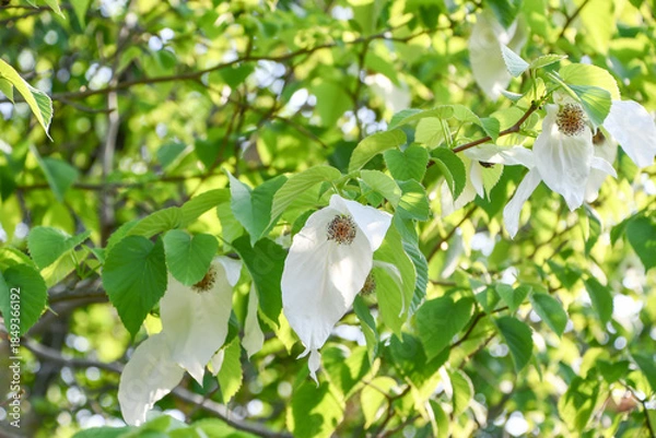 Fototapeta ハンカチノキ　Handkerchief tree