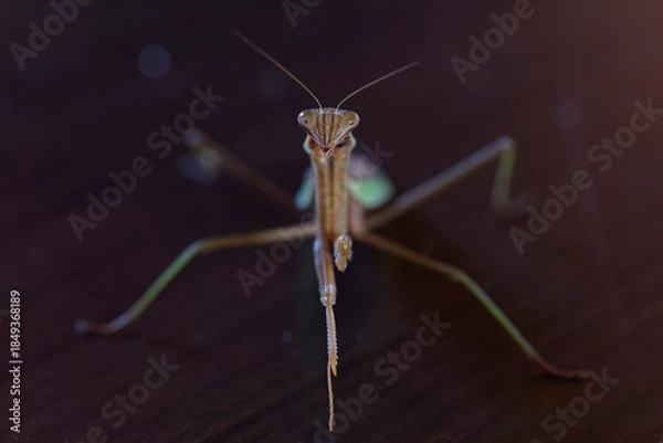 Fototapeta 正面から見たダークヒーロー的なカマキリのイメージ
