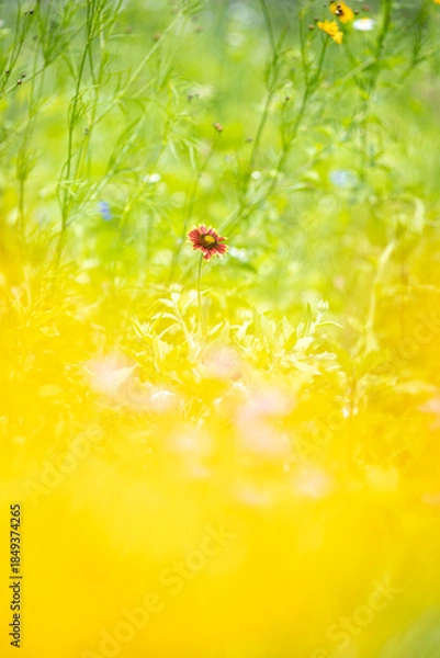 Obraz 花畑に咲くテンニンギク