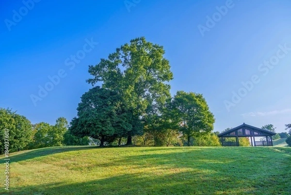 Fototapeta 青空バックに見る独特の形の木の情景